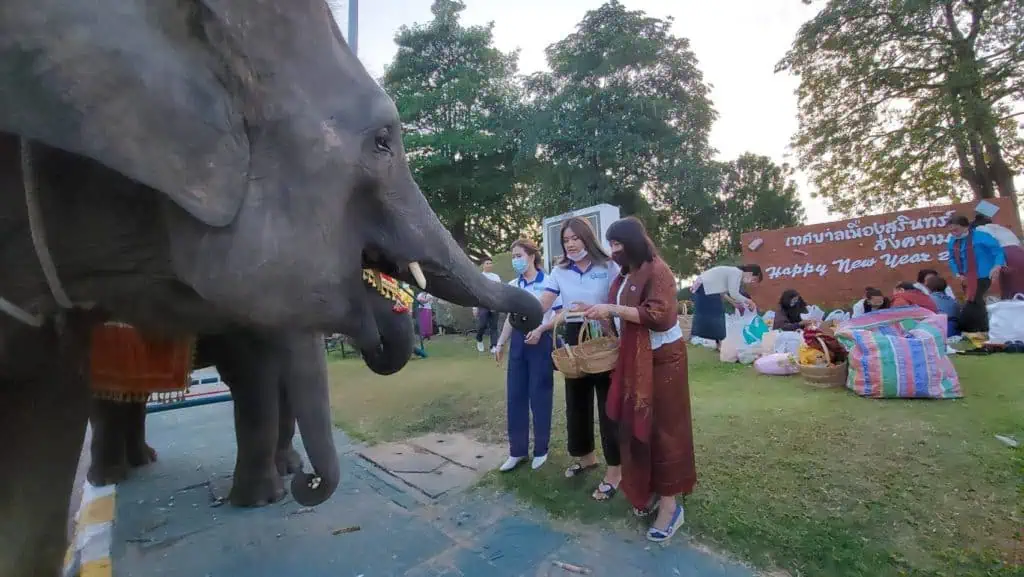 ช้าง : ยักษ์ตกยากในปีโควิด โดย วีระศักดิ์ โควสุรัตน์ สมาชิกวุฒิสภา กรรมาธิการทรัพยากรธรรมชาติและสิ่งแวดล้อม ของวุฒิสภา