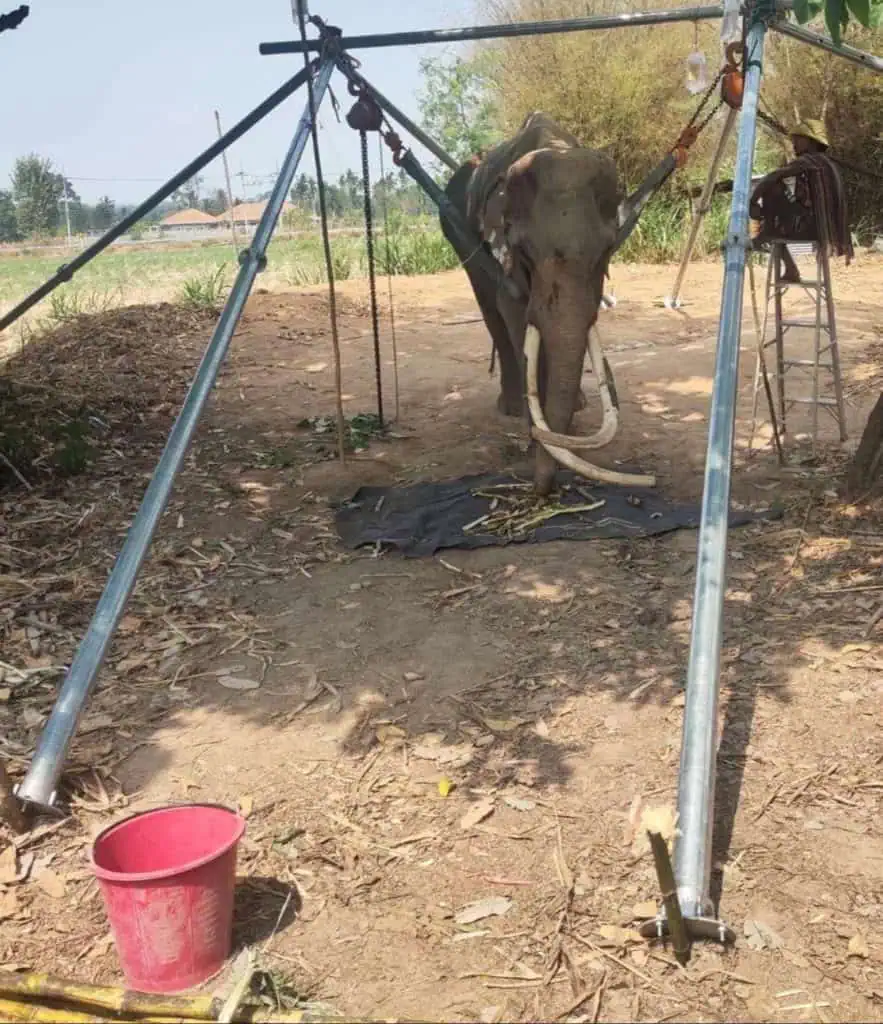 ช้าง : ยักษ์ตกยากในปีโควิด โดย วีระศักดิ์ โควสุรัตน์ สมาชิกวุฒิสภา กรรมาธิการทรัพยากรธรรมชาติและสิ่งแวดล้อม ของวุฒิสภา