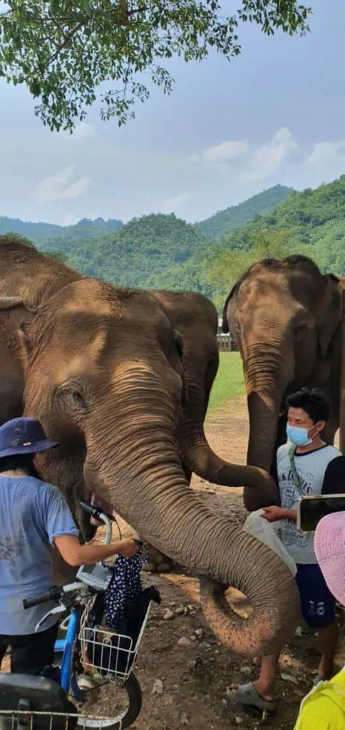 สยามไวเนอรี่ ห่วงใยเยี่ยวยา ช้างไทย-สัตว์นานาชนิด ส่งเงินสนับสนุนช่วยเหลือ 3,000,000 บาท