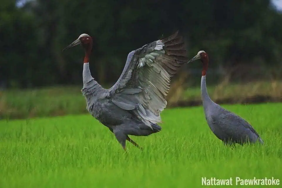 องค์การสวนสัตว์แห่งประเทศไทย เปิดสวนสัตว์ทั่วไทยฉลองวาเลนไทน์ “ส่งรักจากใจ ส่งใจมาให้ : Happy Valentine Happy Hearts”  ร่วมสร้างรักมหัศจรรย์ให้สัตว์ป่า 13 - 28 ก.พ.