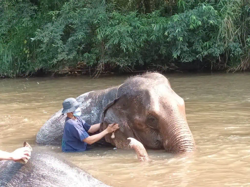 วีระศักดิ์ โควสุรัตน์ : โควิดยังขวิดช้างอย่างแรง