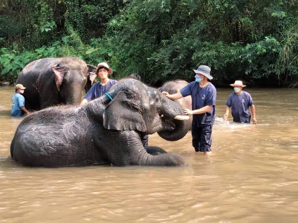 วีระศักดิ์ โควสุรัตน์ : โควิดยังขวิดช้างอย่างแรง