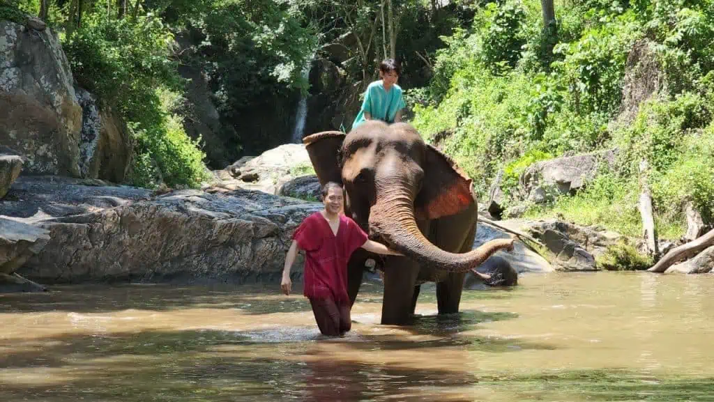 บัวตองช้างแม่นมลูกช้างกำพร้า เหมือนตำราเล่มใหญ่ ให้คนเลี้ยงช้างอ่าน ชวนคนรักช้างเที่ยวปางช้าง หลังช้างเหงา ควาญเหนื่อยจากโควิดมา 3 ปี