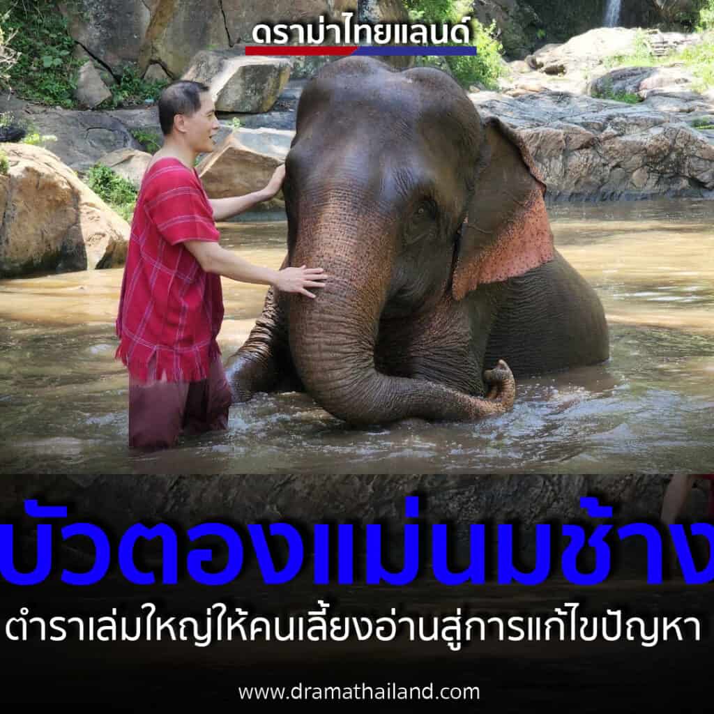 บัวตองช้างแม่นมลูกช้างกำพร้า เหมือนตำราเล่มใหญ่ ให้คนเลี้ยงช้างอ่าน ชวนคนรักช้างเที่ยวปางช้าง หลังช้างเหงา ควาญเหนื่อยจากโควิดมา 3 ปี บัวตองช้างแม่นมลูกช้างกำพร้า เหมือนตำราเล่มใหญ่ ให้คนเลี้ยงช้างอ่าน ชวนคนรักช้างเที่ยวปางช้าง หลังช้างเหงา ควาญเหนื่อยจากโควิดมา 3 ปี