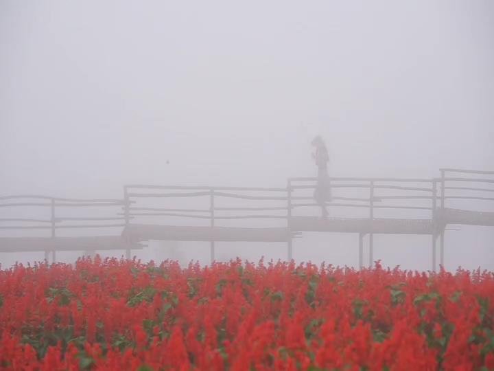 งามในสายหมอก ทุ่งดอกซัลเวียแดง "ยิ่งยงสวนดอกไม้" ดอยม่อนแจ่ม งามในสายหมอก ทุ่งดอกซัลเวียแดง "ยิ่งยงสวนดอกไม้" ดอยม่อนแจ่ม