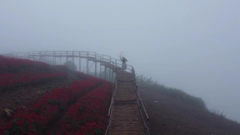 งามในสายหมอก ทุ่งดอกซัลเวียแดง "ยิ่งยงสวนดอกไม้" ดอยม่อนแจ่ม งามในสายหมอก ทุ่งดอกซัลเวียแดง "ยิ่งยงสวนดอกไม้" ดอยม่อนแจ่ม