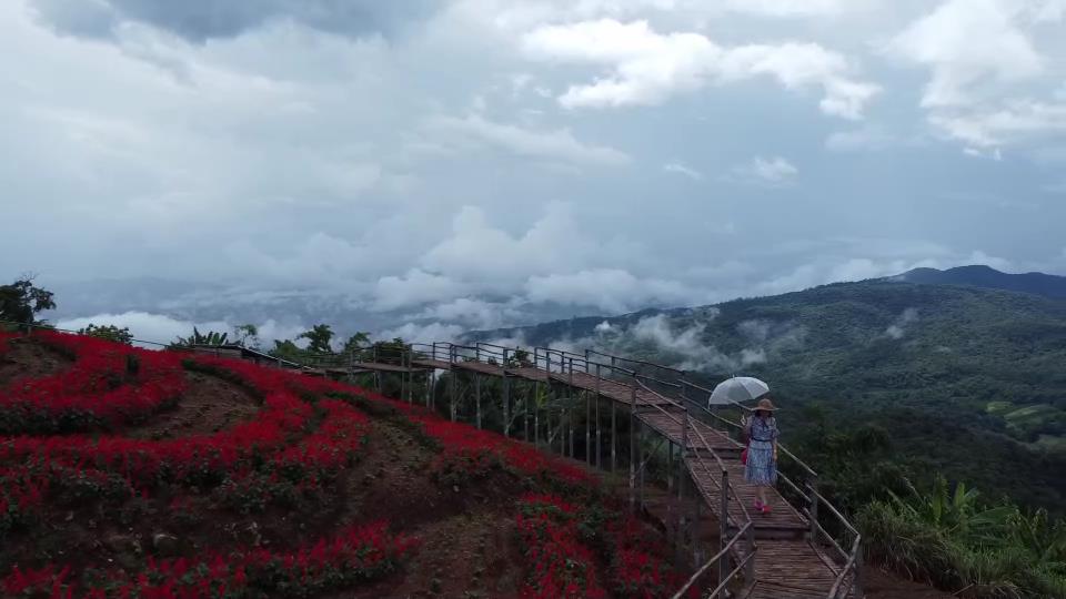 งามในสายหมอก ทุ่งดอกซัลเวียแดง "ยิ่งยงสวนดอกไม้" ดอยม่อนแจ่ม งามในสายหมอก ทุ่งดอกซัลเวียแดง "ยิ่งยงสวนดอกไม้" ดอยม่อนแจ่ม