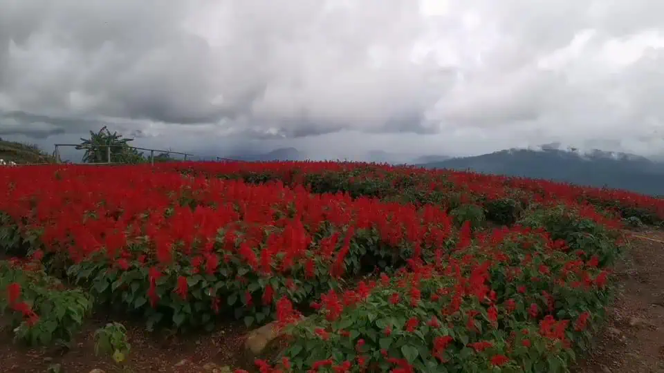 งามในสายหมอก ทุ่งดอกซัลเวียแดง "ยิ่งยงสวนดอกไม้" ดอยม่อนแจ่ม