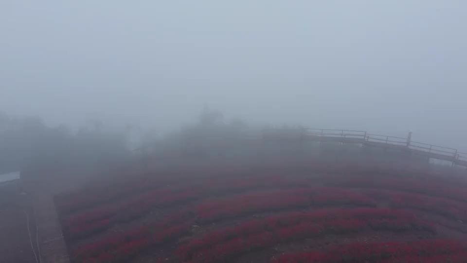 งามในสายหมอก ทุ่งดอกซัลเวียแดง "ยิ่งยงสวนดอกไม้" ดอยม่อนแจ่ม งามในสายหมอก ทุ่งดอกซัลเวียแดง "ยิ่งยงสวนดอกไม้" ดอยม่อนแจ่ม