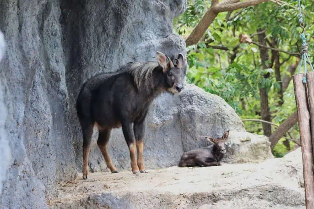 เชียงใหม่ไนท์ซาฟารี โชว์ความน่ารักลูกเลียงผา สัตว์ป่าใกล้สูญพันธุ์