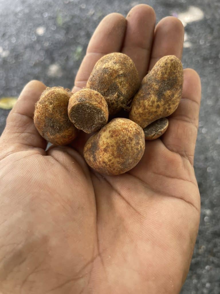 พบ 'เห็ดทรัฟเฟิลสีทอง' ครั้งแรก ลุ้นสายพันธุ์ใหม่ในโลก พบ 'เห็ดทรัฟเฟิลสีทอง' ครั้งแรก ลุ้นสายพันธุ์ใหม่ในโลก