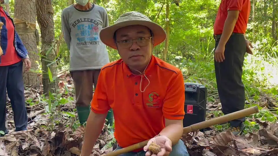 พบ 'เห็ดทรัฟเฟิลสีทอง' ครั้งแรก ลุ้นสายพันธุ์ใหม่ในโลก