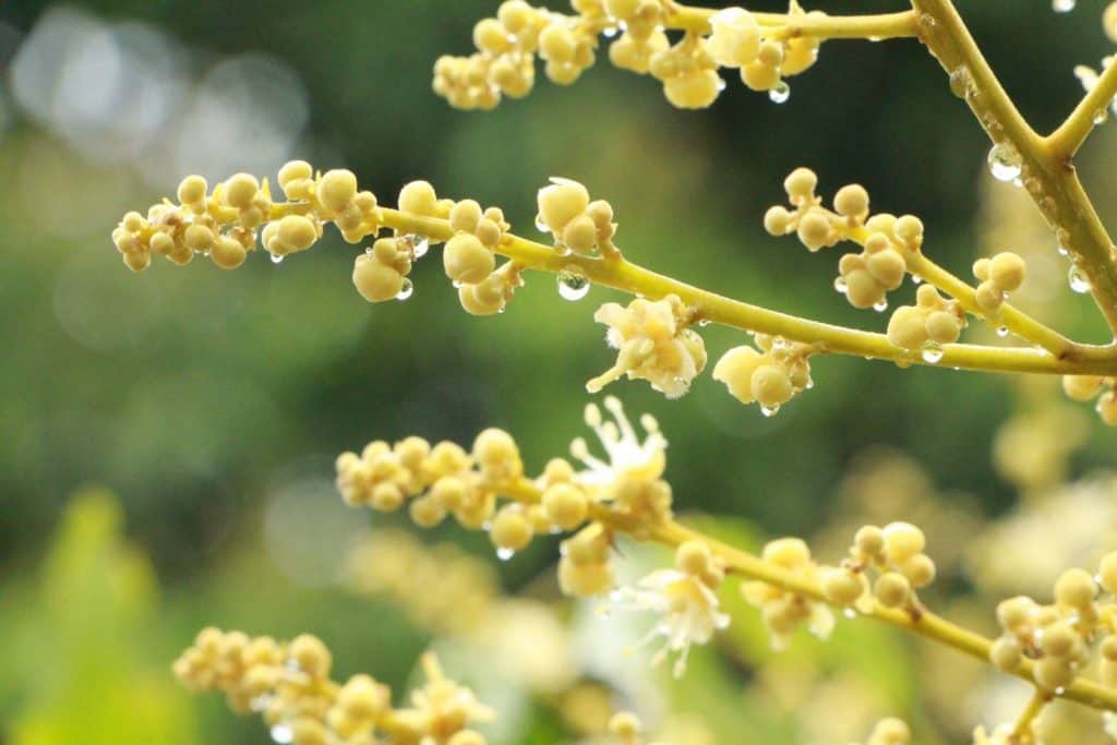 "เกษตรเชียงใหม่จัดเวทีแลกเปลี่ยนเรียนรู้นำนวัตกรรมสู่แปลงผลิต" "เกษตรเชียงใหม่จัดเวทีแลกเปลี่ยนเรียนรู้นำนวัตกรรมสู่แปลงผลิต"