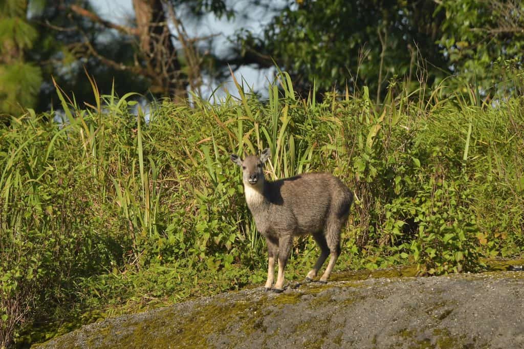 โชว์ภาพ กวางผาคู่แม่ลูก อาบแดดยามเช้าบนยอดดอยอินทนนท์ โชว์ภาพ กวางผาคู่แม่ลูก อาบแดดยามเช้าบนยอดดอยอินทนนท์