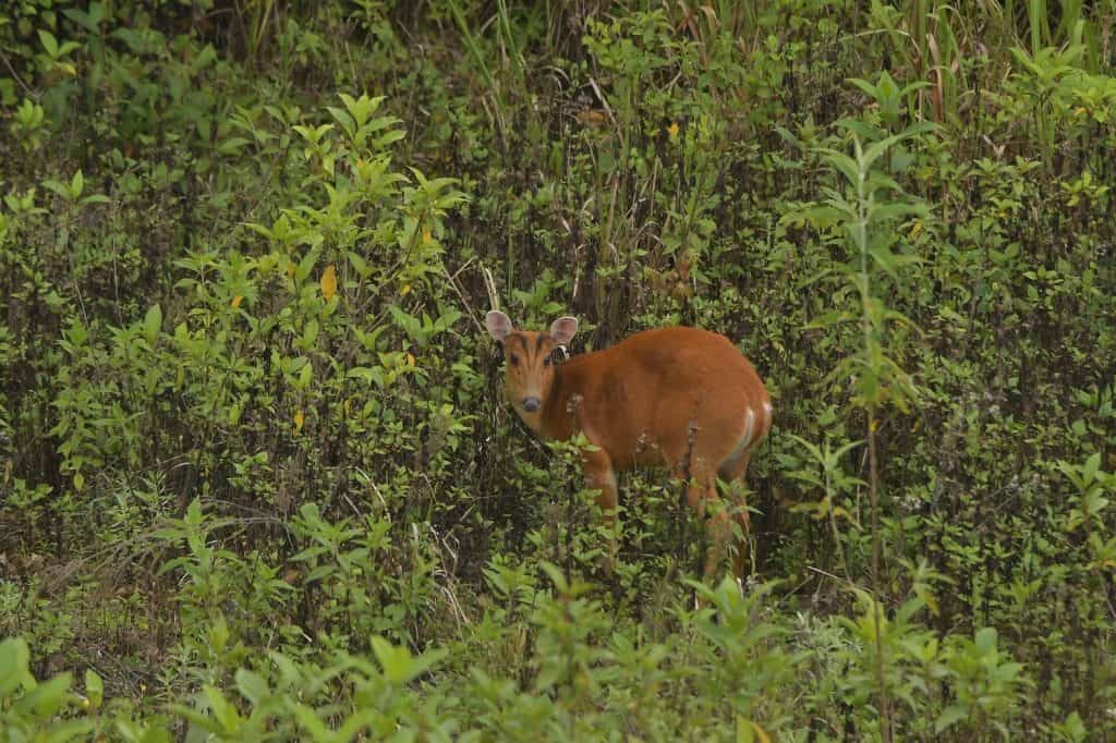 โชว์ภาพ กวางผาคู่แม่ลูก อาบแดดยามเช้าบนยอดดอยอินทนนท์ โชว์ภาพ กวางผาคู่แม่ลูก อาบแดดยามเช้าบนยอดดอยอินทนนท์
