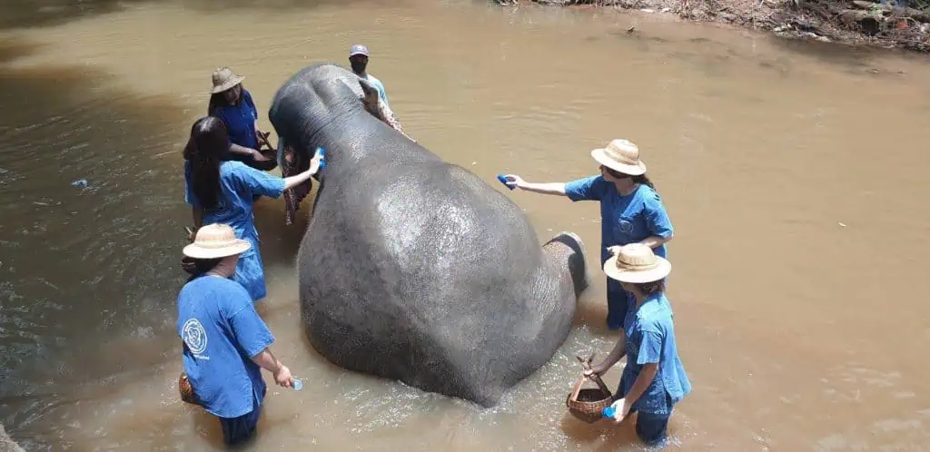 ช้างน้อยซุกซน "ขนาย"หรือ"งาเล็ก"หักถึง 2 เชือก ใครได้สัมผัสโชคดีมีบารมี