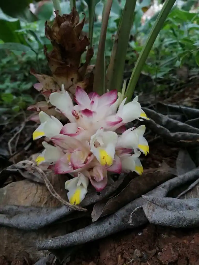 พบกระเจียวพันธุ์ใหม่ในจ.สุพรรบุรี