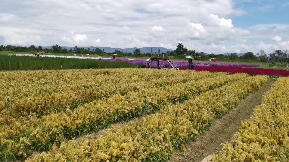ชมพรรณไม้หลากสีสัน ดอกทานตะวันซันฟินิตี้ หนาวนี้ที่สวนป้านกเอี้ยง ชมพรรณไม้หลากสีสัน ดอกทานตะวันซันฟินิตี้ หนาวนี้ที่สวนป้านกเอี้ยง