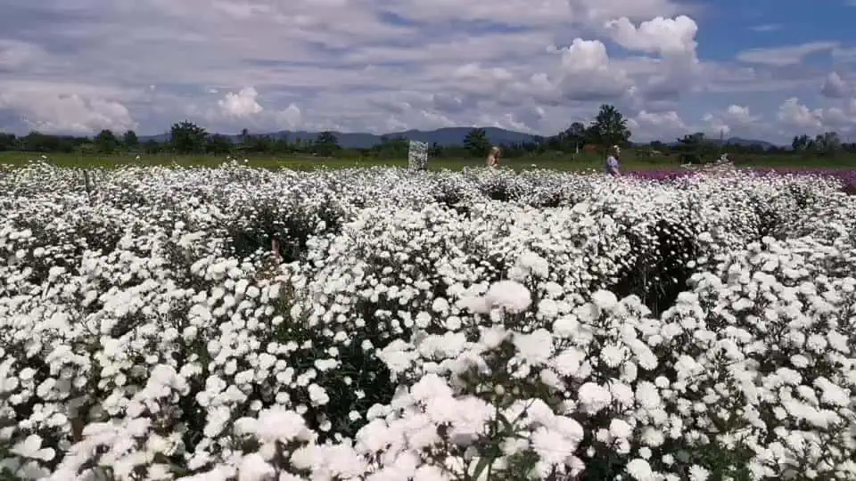 ชมพรรณไม้หลากสีสัน ดอกทานตะวันซันฟินิตี้ หนาวนี้ที่สวนป้านกเอี้ยง