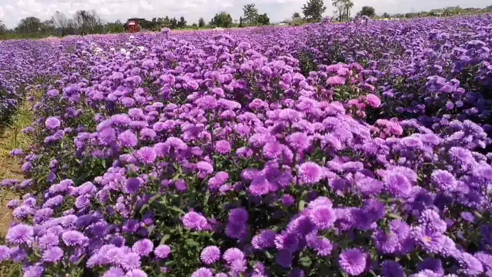 ชมพรรณไม้หลากสีสัน ดอกทานตะวันซันฟินิตี้ หนาวนี้ที่สวนป้านกเอี้ยง