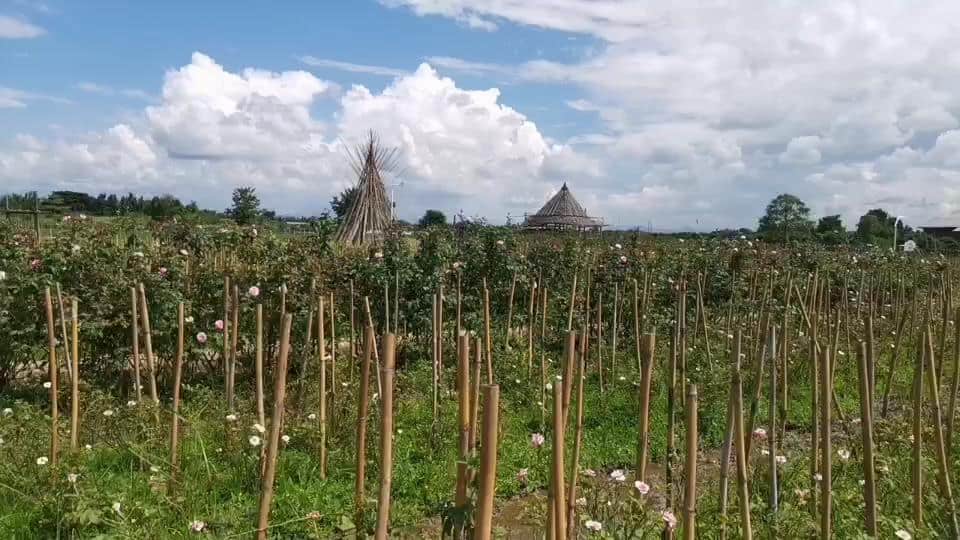 ชมพรรณไม้หลากสีสัน ดอกทานตะวันซันฟินิตี้ หนาวนี้ที่สวนป้านกเอี้ยง ชมพรรณไม้หลากสีสัน ดอกทานตะวันซันฟินิตี้ หนาวนี้ที่สวนป้านกเอี้ยง