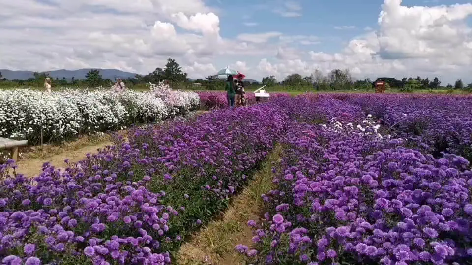 ชมพรรณไม้หลากสีสัน ดอกทานตะวันซันฟินิตี้ หนาวนี้ที่สวนป้านกเอี้ยง