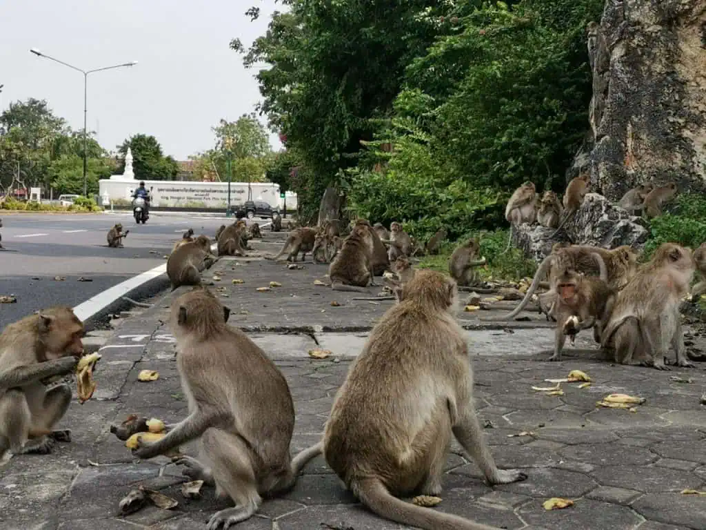 “เฉลิมชัย”มอบนโยบายกรมปศุสัตว์ แก้ปัญหาลิงแสม ป้องกันโรคลิงสู่คน