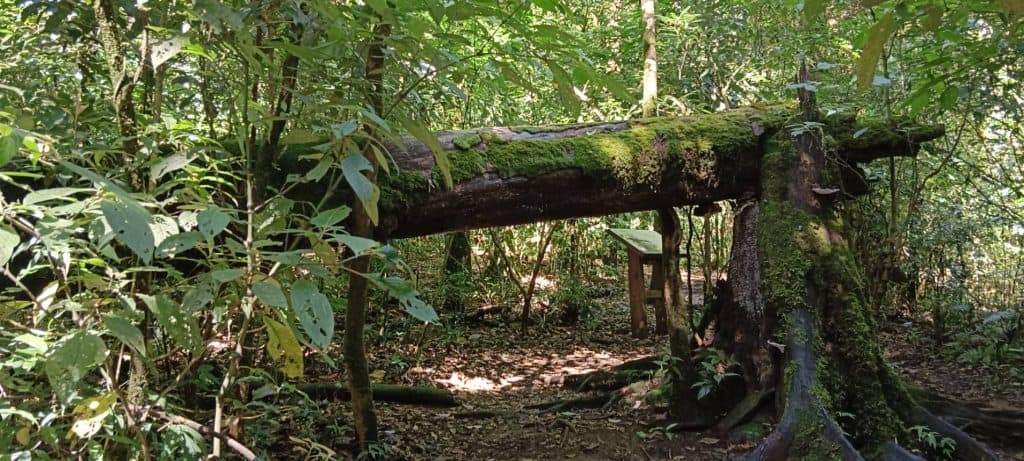 ดอยอินทนนท์ 7 องศา เปิดกิ่วแม่ปาน 1 พ.ย. เที่ยวกันคึกคัก ดอยอินทนนท์ 7 องศา เปิดกิ่วแม่ปาน 1 พ.ย. เที่ยวกันคึกคัก