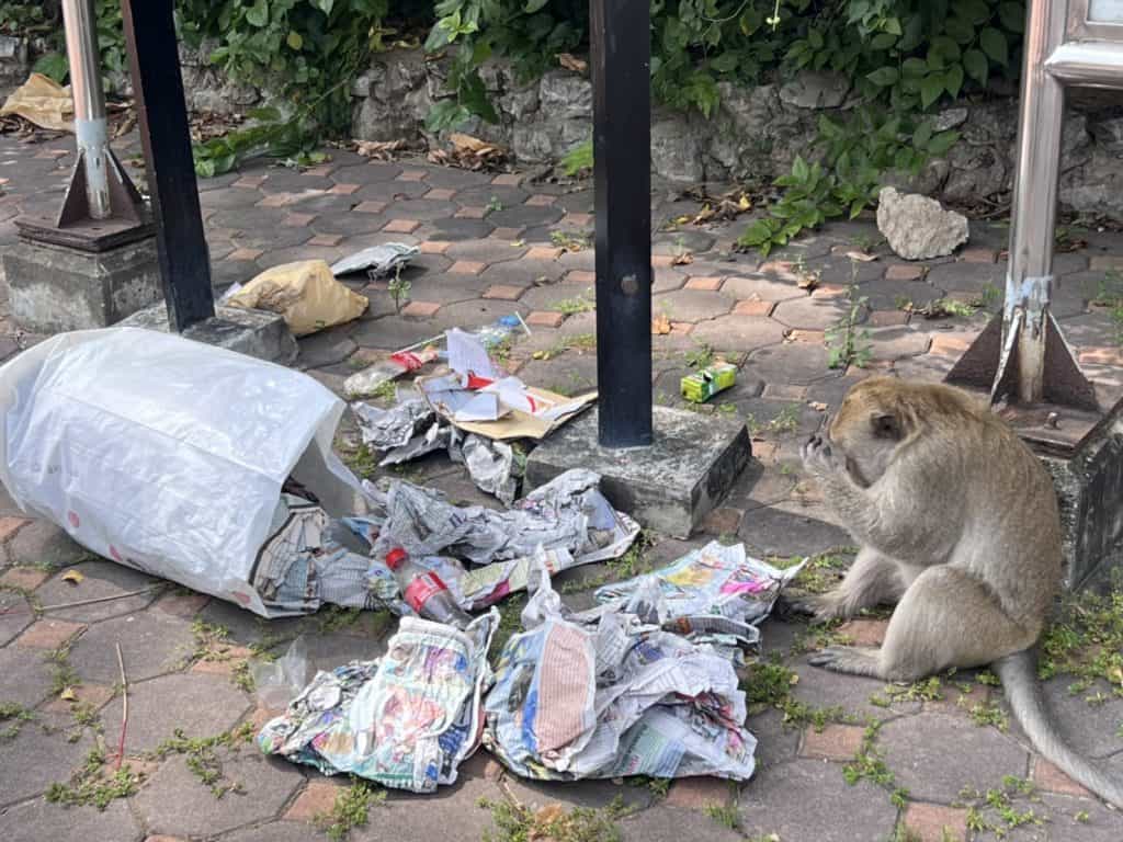 “อลงกรณ์”แปลกใจ”ยุทธพล”คัดค้านโครงการแก้ปัญหาลิงแสมจังหวัดเพชรบุรี “อลงกรณ์”แปลกใจ”ยุทธพล”คัดค้านโครงการแก้ปัญหาลิงแสมจังหวัดเพชรบุรี