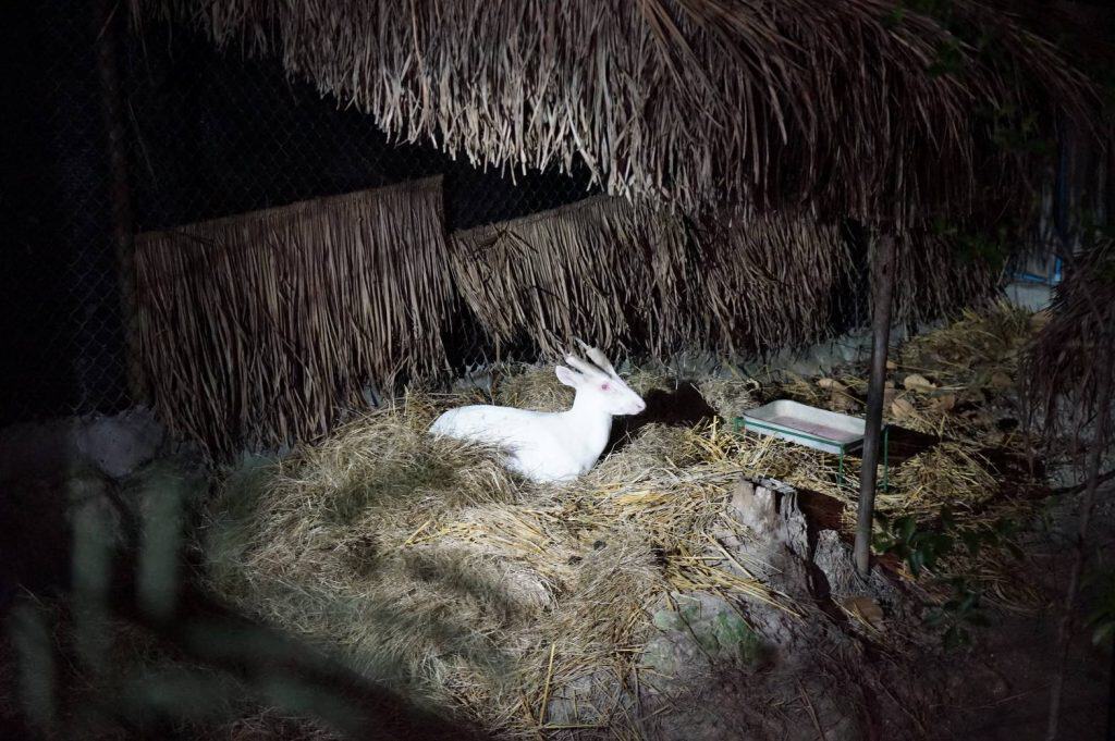 สวนสัตว์เชียงใหม่ ปูฟาง-เปิดฮีทเตอร์ เพิ่มความอบอุ่นให้สัตว์ สวนสัตว์เชียงใหม่ ปูฟาง-เปิดฮีทเตอร์ เพิ่มความอบอุ่นให้สัตว์