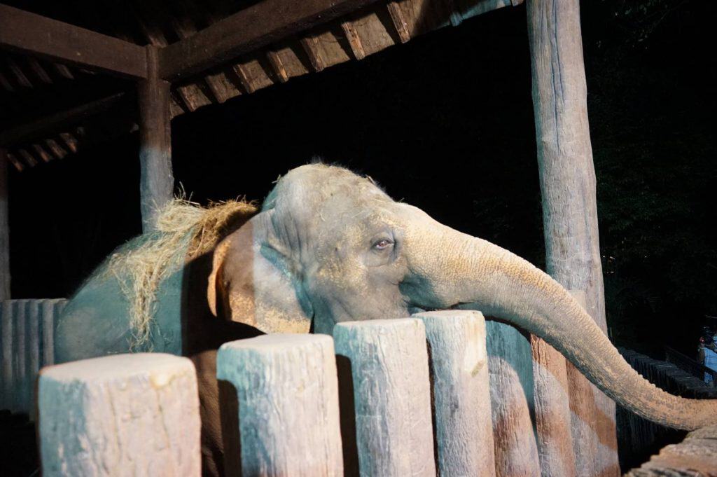 สวนสัตว์เชียงใหม่ ปูฟาง-เปิดฮีทเตอร์ เพิ่มความอบอุ่นให้สัตว์ สวนสัตว์เชียงใหม่ ปูฟาง-เปิดฮีทเตอร์ เพิ่มความอบอุ่นให้สัตว์