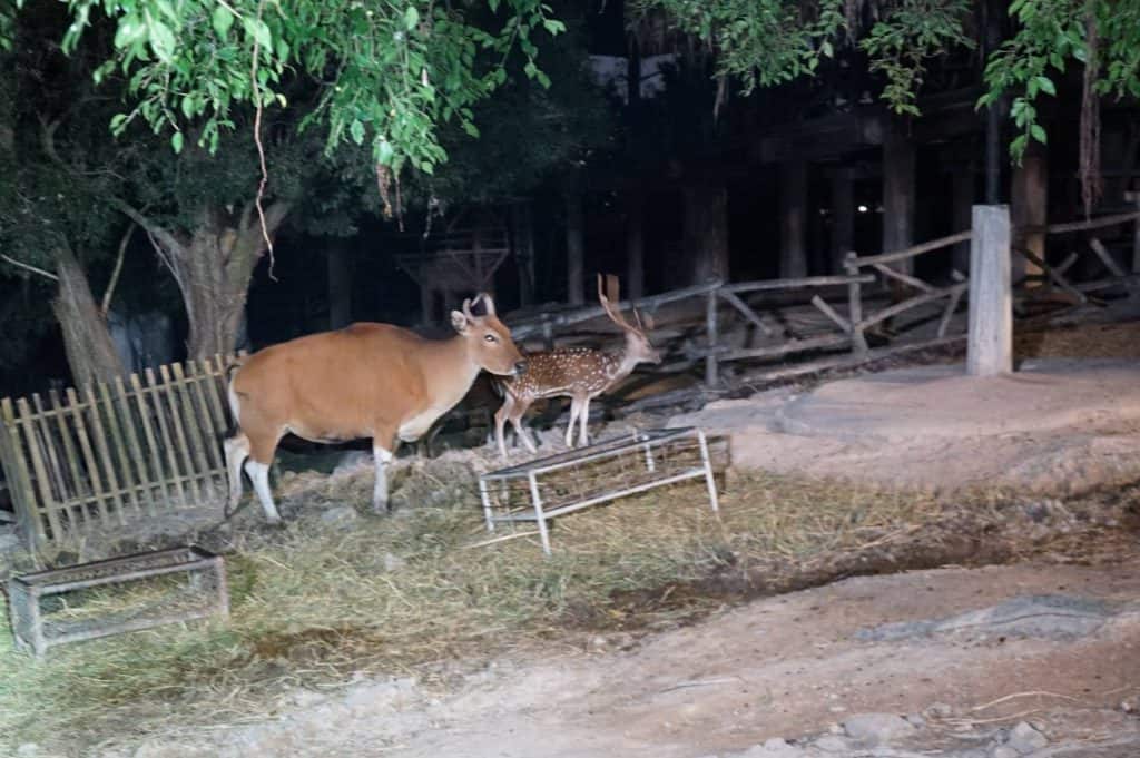 สวนสัตว์เชียงใหม่ ปูฟาง-เปิดฮีทเตอร์ เพิ่มความอบอุ่นให้สัตว์ สวนสัตว์เชียงใหม่ ปูฟาง-เปิดฮีทเตอร์ เพิ่มความอบอุ่นให้สัตว์