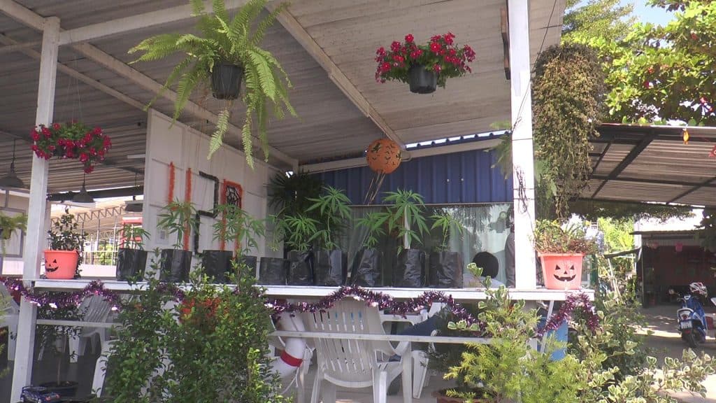 เจ้าแรกในเชียงใหม่ ได้รับใบอนุญาตเปิดร้านจำหน่ายกัญชา เจ้าแรกในเชียงใหม่ ได้รับใบอนุญาตเปิดร้านจำหน่ายกัญชา