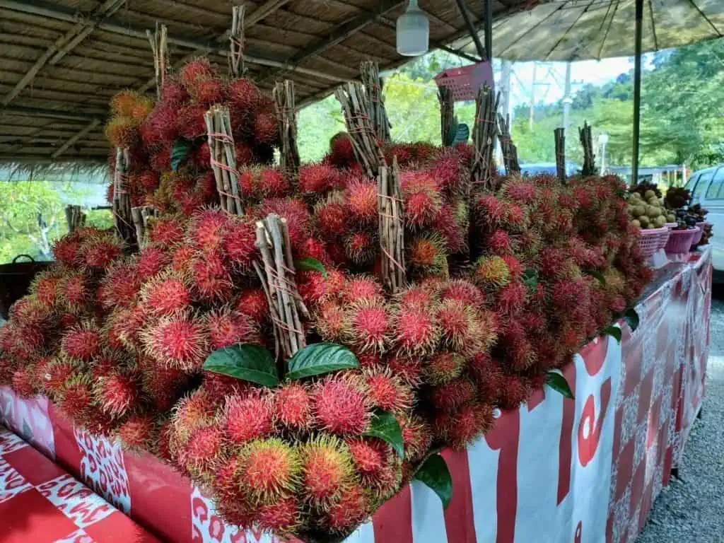 เกษตรเชียงใหม่ ชูเงาะแม่แตง พืชอัตลักษณ์