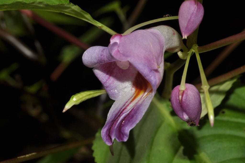 ค้นพบพืชเทียนชนิดใหม่ของโลกมากถึง 20 ชนิด ค้นพบพืชเทียนชนิดใหม่ของโลกมากถึง 20 ชนิด
