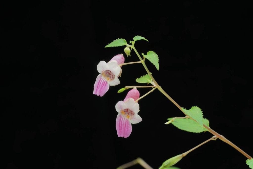 ค้นพบพืชเทียนชนิดใหม่ของโลกมากถึง 20 ชนิด ค้นพบพืชเทียนชนิดใหม่ของโลกมากถึง 20 ชนิด