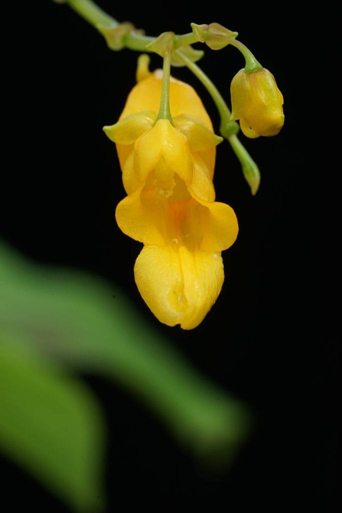 ค้นพบพืชเทียนชนิดใหม่ของโลกมากถึง 20 ชนิด ค้นพบพืชเทียนชนิดใหม่ของโลกมากถึง 20 ชนิด