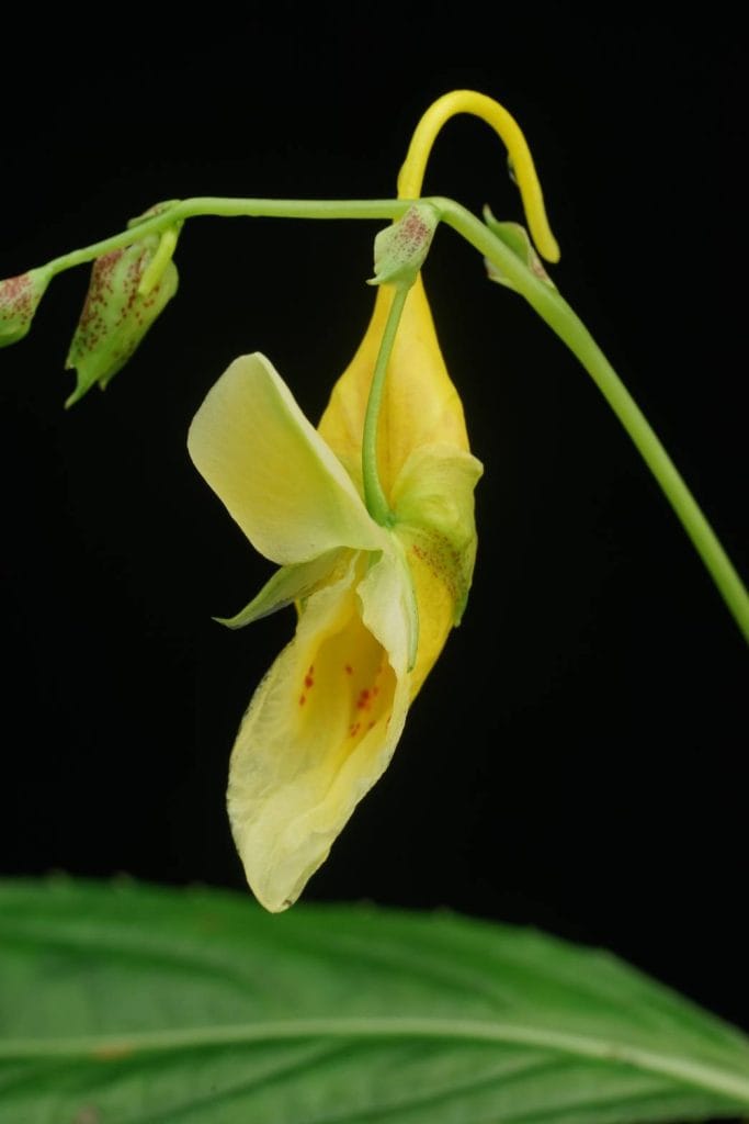 ค้นพบพืชเทียนชนิดใหม่ของโลกมากถึง 20 ชนิด ค้นพบพืชเทียนชนิดใหม่ของโลกมากถึง 20 ชนิด