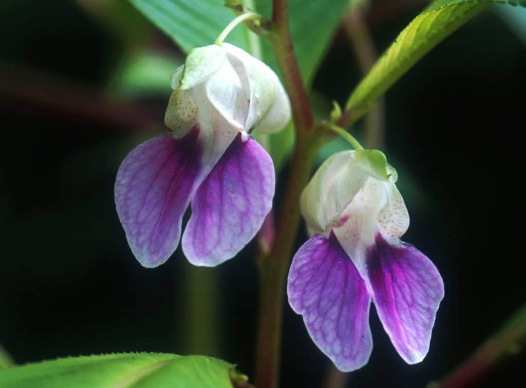 ค้นพบพืชเทียนชนิดใหม่ของโลกมากถึง 20 ชนิด ค้นพบพืชเทียนชนิดใหม่ของโลกมากถึง 20 ชนิด