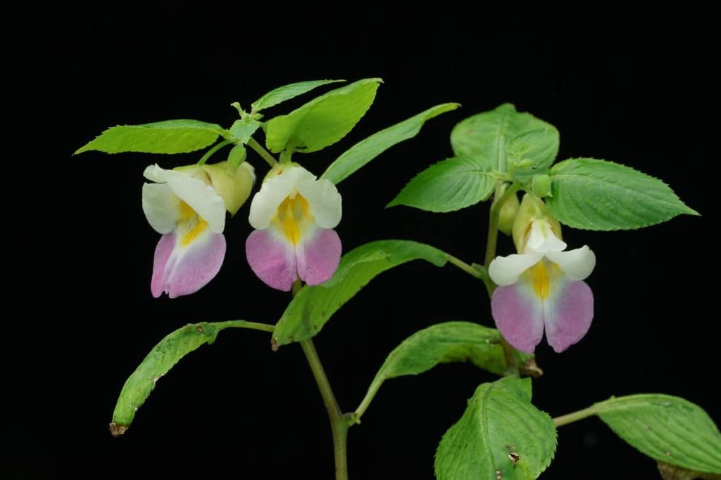 ค้นพบพืชเทียนชนิดใหม่ของโลกมากถึง 20 ชนิด ค้นพบพืชเทียนชนิดใหม่ของโลกมากถึง 20 ชนิด