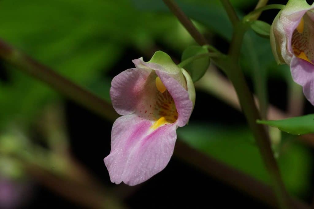 ค้นพบพืชเทียนชนิดใหม่ของโลกมากถึง 20 ชนิด ค้นพบพืชเทียนชนิดใหม่ของโลกมากถึง 20 ชนิด