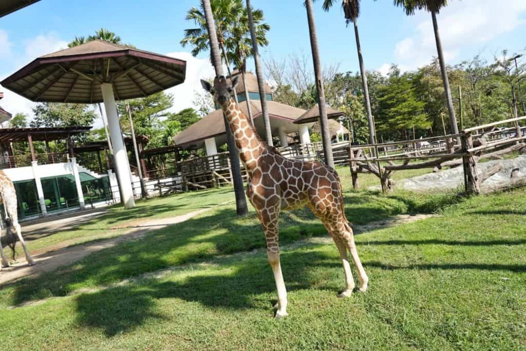 คลอดแล้ว “ลูกยีราฟ” สายพันธุ์ RETICULATE ชวนพ่อเที่ยวเชียงใหม่ไนท์ซาฟารี ฟรี 5 ธ.ค.65 คลอดแล้ว “ลูกยีราฟ” สายพันธุ์ RETICULATE ชวนพ่อเที่ยวเชียงใหม่ไนท์ซาฟารี ฟรี 5 ธ.ค.65