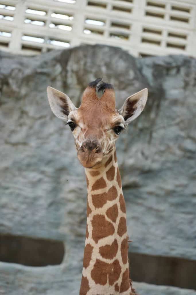 คลอดแล้ว “ลูกยีราฟ” สายพันธุ์ RETICULATE ชวนพ่อเที่ยวเชียงใหม่ไนท์ซาฟารี ฟรี 5 ธ.ค.65 คลอดแล้ว “ลูกยีราฟ” สายพันธุ์ RETICULATE ชวนพ่อเที่ยวเชียงใหม่ไนท์ซาฟารี ฟรี 5 ธ.ค.65