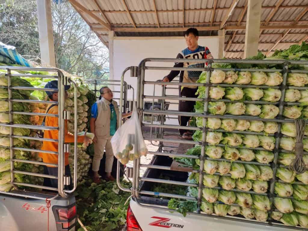 ซื้อผักกาดขาว-กะหล่ำปลีช่วยชาวสวน รองผู้ว่าฯชม. นำเอกชน แก้ปัญหาราคาตกต่ำ ซื้อผักกาดขาว-กะหล่ำปลีช่วยชาวสวน รองผู้ว่าฯชม. นำเอกชน แก้ปัญหาราคาตกต่ำ