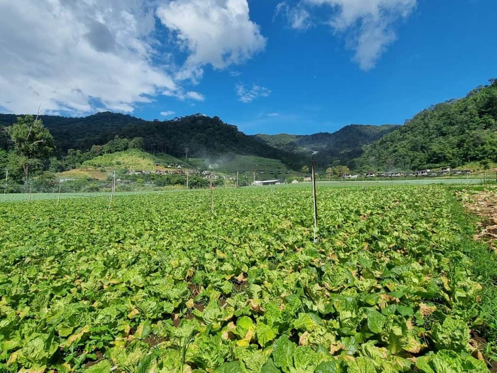 ซื้อผักกาดขาว-กะหล่ำปลีช่วยชาวสวน รองผู้ว่าฯชม. นำเอกชน แก้ปัญหาราคาตกต่ำ ซื้อผักกาดขาว-กะหล่ำปลีช่วยชาวสวน รองผู้ว่าฯชม. นำเอกชน แก้ปัญหาราคาตกต่ำ