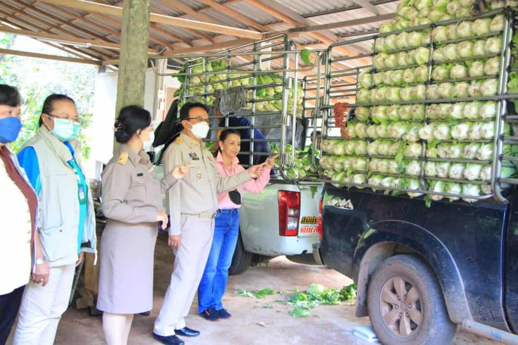 ซื้อผักกาดขาว-กะหล่ำปลีช่วยชาวสวน รองผู้ว่าฯชม. นำเอกชน แก้ปัญหาราคาตกต่ำ ซื้อผักกาดขาว-กะหล่ำปลีช่วยชาวสวน รองผู้ว่าฯชม. นำเอกชน แก้ปัญหาราคาตกต่ำ