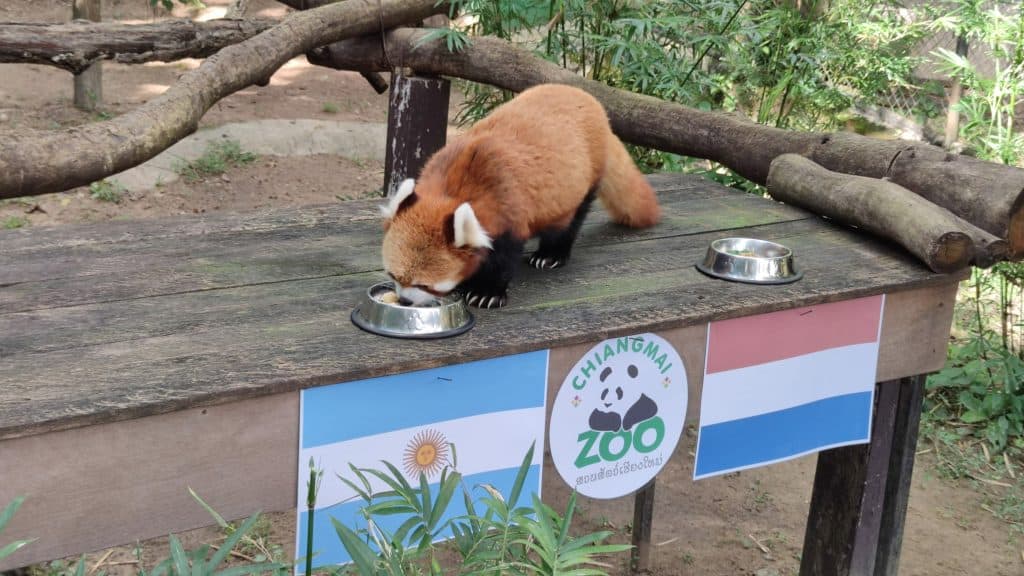 "แพนด้าแดง" ฟันธง ฟ้าขาวเฉือนอัศวินสีส้ม "ช้างไชโย" ให้ บราซิล "แพนด้าแดง" ฟันธง ฟ้าขาวเฉือนอัศวินสีส้ม "ช้างไชโย" ให้ บราซิล