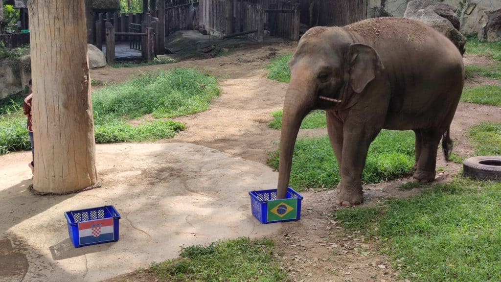 "แพนด้าแดง" ฟันธง ฟ้าขาวเฉือนอัศวินสีส้ม "ช้างไชโย" ให้ บราซิล "แพนด้าแดง" ฟันธง ฟ้าขาวเฉือนอัศวินสีส้ม "ช้างไชโย" ให้ บราซิล