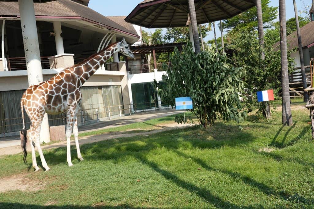 “น้องจอย” ยีราฟแม่ลูกอ่อน เลือก อาร์เจนติน่า คว้าแชมป์บอลโลก “น้องจอย” ยีราฟแม่ลูกอ่อน เลือก อาร์เจนติน่า คว้าแชมป์บอลโลก