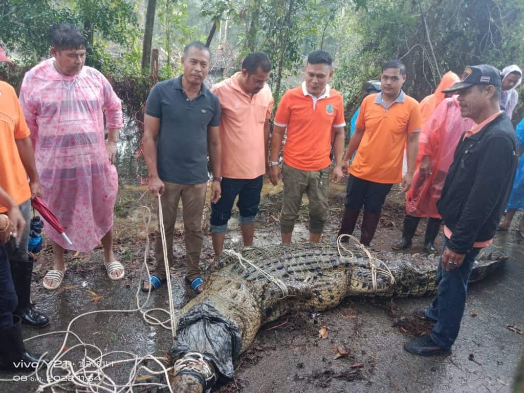 "ตัวไม่ใหญ่แน่นะวิ" ชาวบ้าน ผวา พบจระเข้น้ำเค็ม 2 ตัวขนาดใหญ่ กว่า 4 เมตร กับ 2.1 เมตร "ตัวไม่ใหญ่แน่นะวิ" ชาวบ้าน ผวา พบจระเข้น้ำเค็ม 2 ตัวขนาดใหญ่ กว่า 4 เมตร กับ 2.1 เมตร